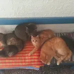 Appartement Prijdte Pobejt *